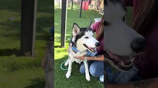 Video preview image #1 Siberian Husky Puppy For Sale in Pasadena, CA, USA