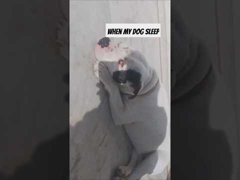 When my dog sleep #comedy #funny #dog #funnydogs #pets