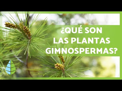 GYMNOSPERM PLANTS 🌲 Characteristics, Examples, Reproduction and more!