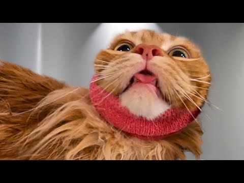Giant Orange Cat Grooming...Need I Say More?