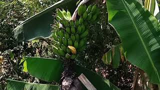 Largados e Pelados Novo Episdio 2022