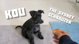 Introducing our puppy KOU the Sydney Schnauzer. 我が家の仔犬のKOU君です。