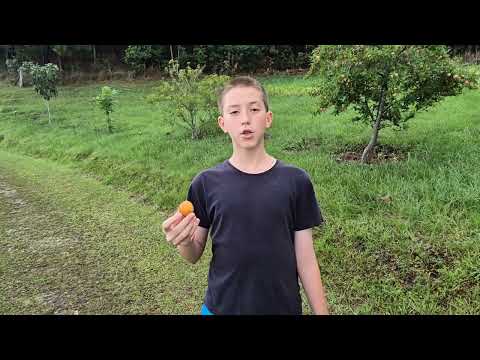 Belezas Naturais de Porto Amazonas/PR parte 1.