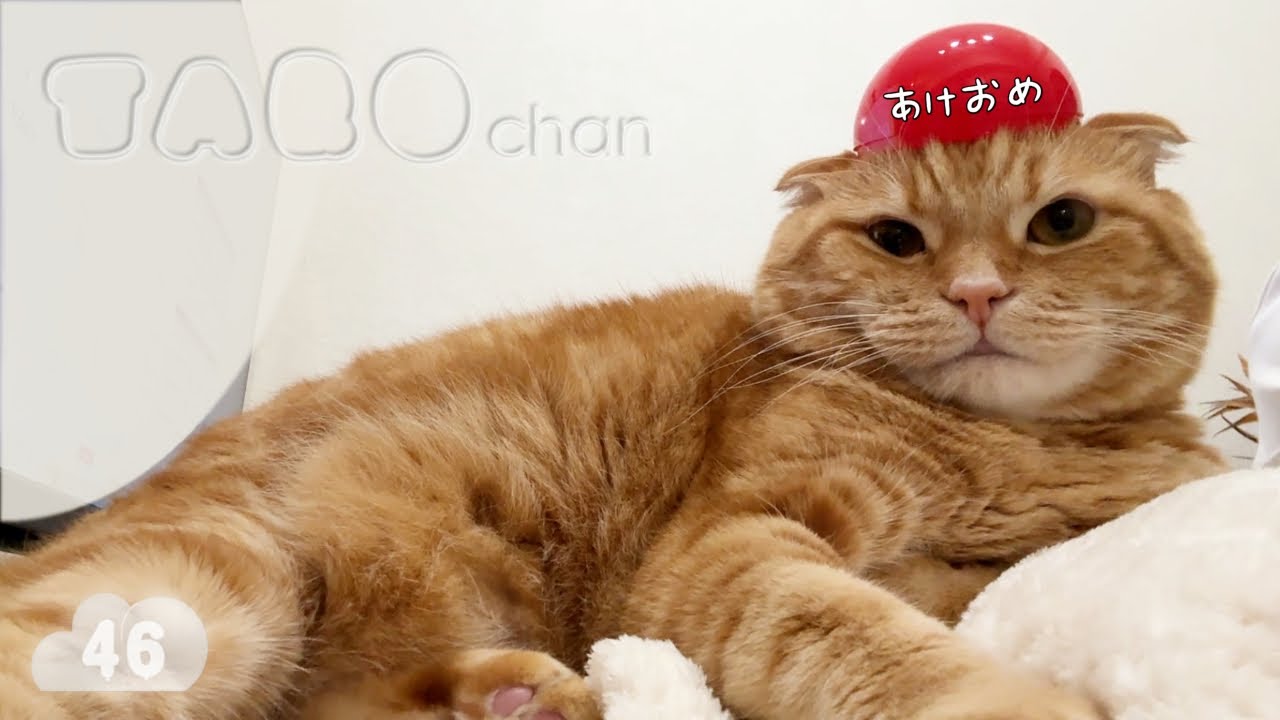 【たろちゃん#４６】2026年も良い年になりますように【猫】