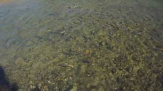 preview picture of video 'Kokanee Salmon run'