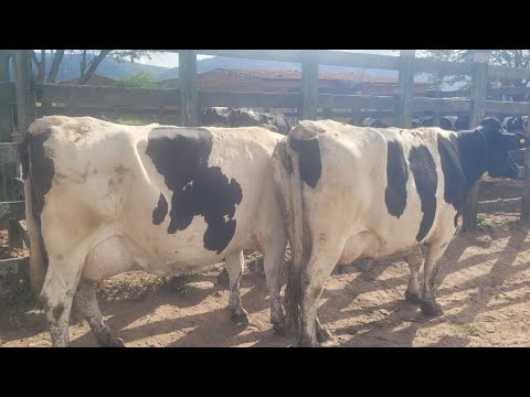 FEIRA DO GADO DE ÁGUAS BELAS PE/ 27/04/2026