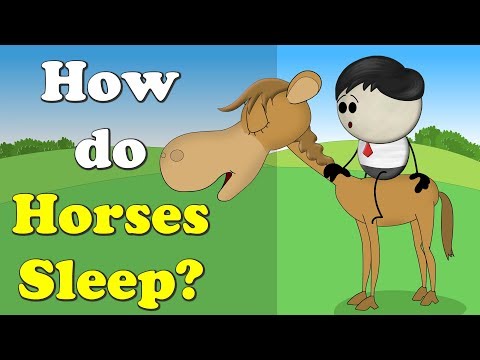 馬はどうやって寝るの？| 馬はどうやって寝るの？ (How do Horses Sleep? | #aumsum)