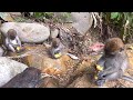 Before I go home, Daisy, Robin, Samson laura eat their fill so they won't be hungry when night falls