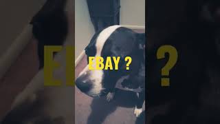 Best Selling Platform eBay or Amazon Revealed & Exposed by a Dog aka Security Staff for eBayers !!