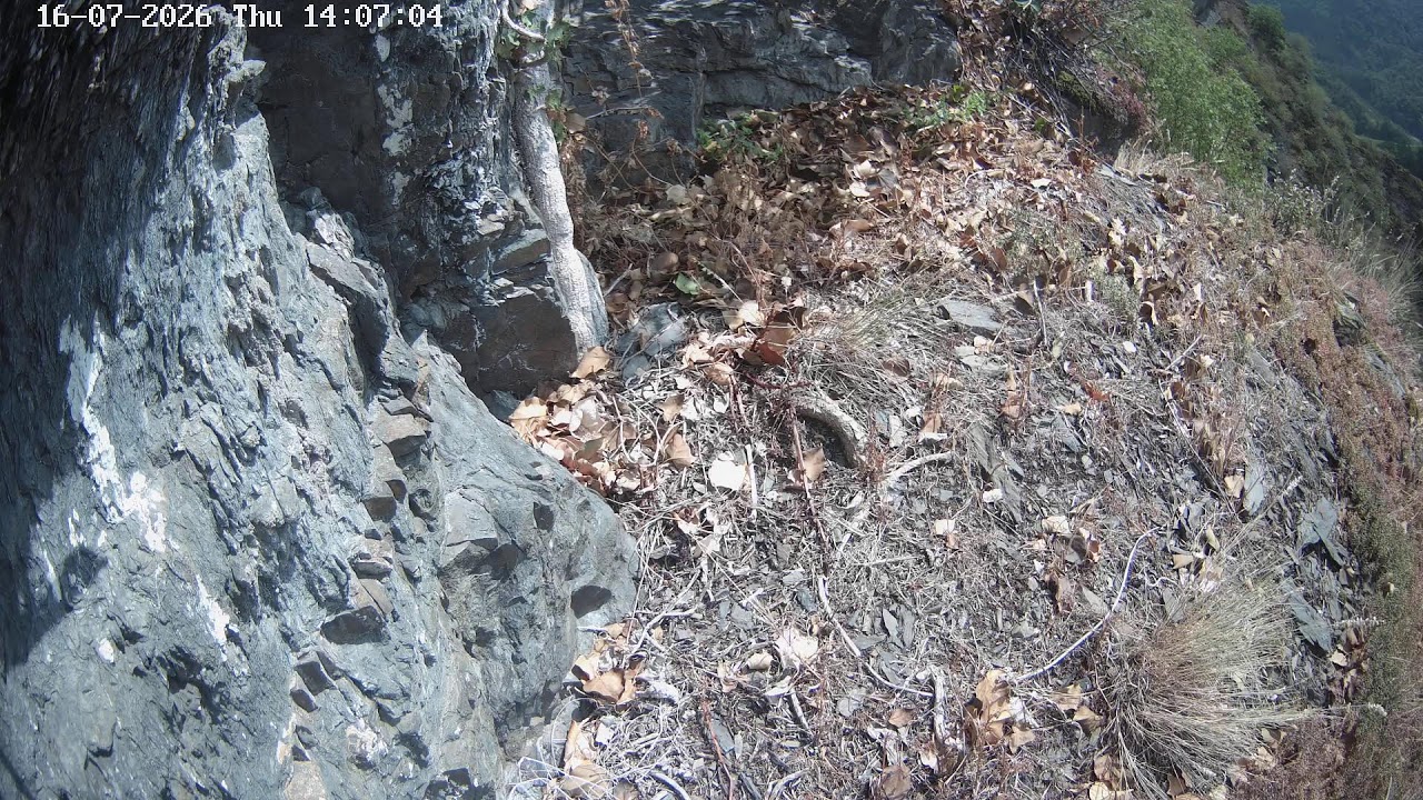 Live webcam view of Eagle-Owl Cliff Habitat Cam
