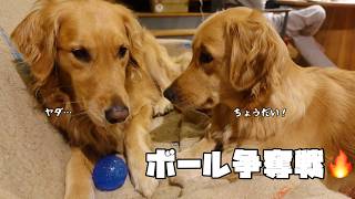 【大型犬Vlog】ゴールデンレトリバー姉妹の面白可愛い注射の１日