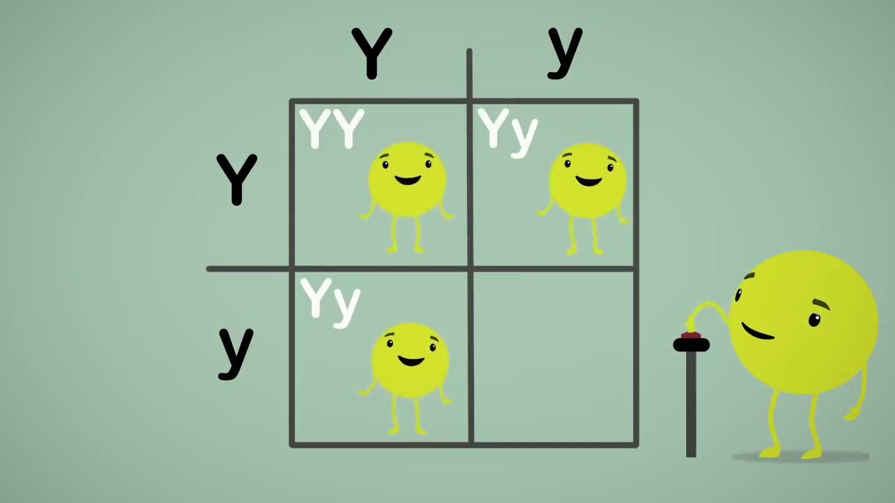 VIDEO ERVILHAS MENDEL