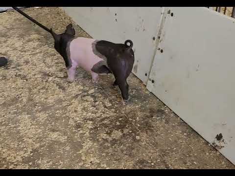 POWER FEMALE SALE ENTRY LOT 21 LAST MINUTE X KINGPIN EN 31-10