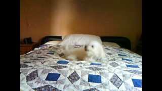 Buddy doing his HAPPY DOG on the waterbed