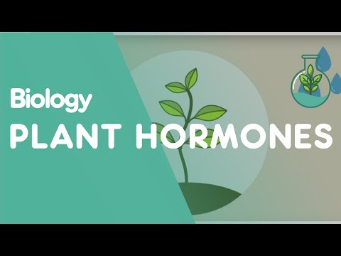 Plant Hormones Tropisms | Plants | Biology | FuseSchool