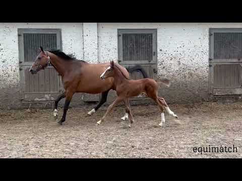 Captain Crunch *05/2022 von Crunch - Baloubet du Rouet