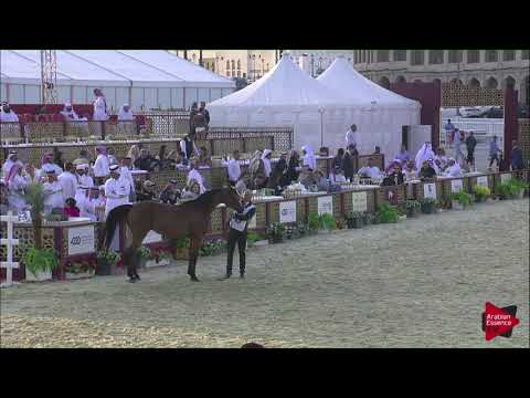 N.119 MARWAN CRISTALRCA - 2019 Qatar International show - Mares 11 Years old and above (Class 9)