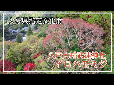 【大分県指定文化財】八戸大村武速神社イロハモミジ（天然記念物）