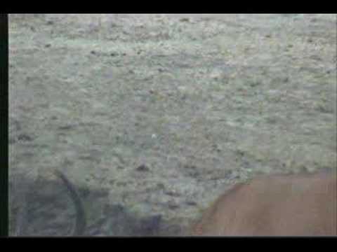 Lone Impala comes to the waterhole 3.20.07 2.29