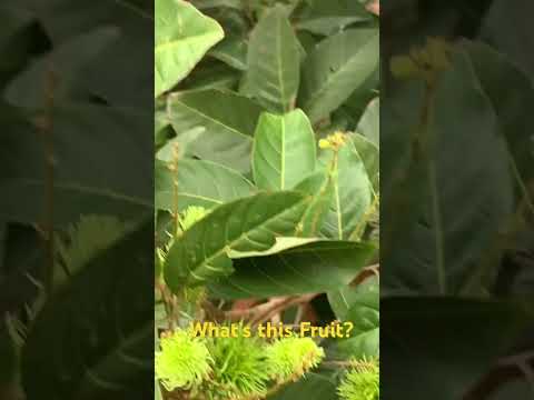 Found something #nature #music #fruits ❤️🌎