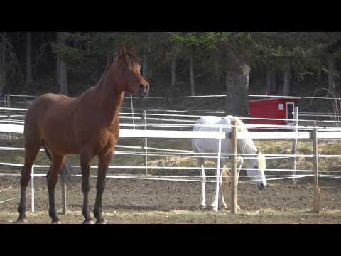 Saban und KA Al-Nabih haben Spass....