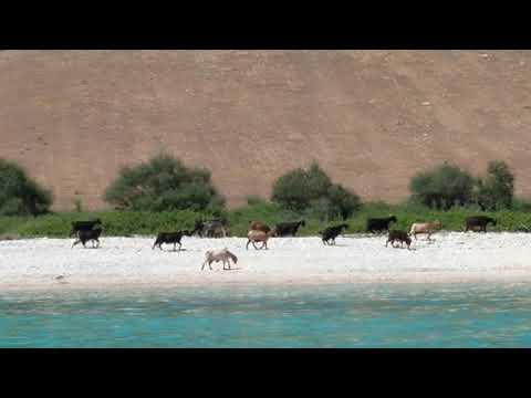 Goats at Ormos Varkos part 1