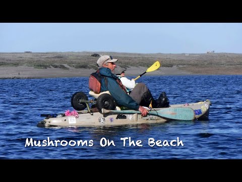 Mushrooms On The Beach