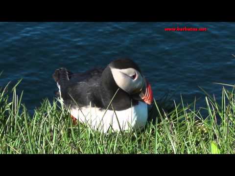 Frailecillo atlántico ( Fratercula arctica ) Puf