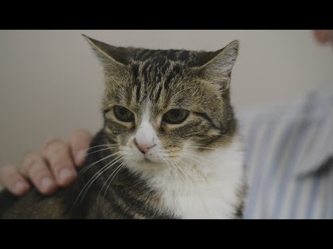 How to care for an older cat Part 1 of 3