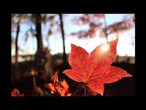 I Love - Ahavti Ki Yishma - Original Music - אהבתי כי ישמע