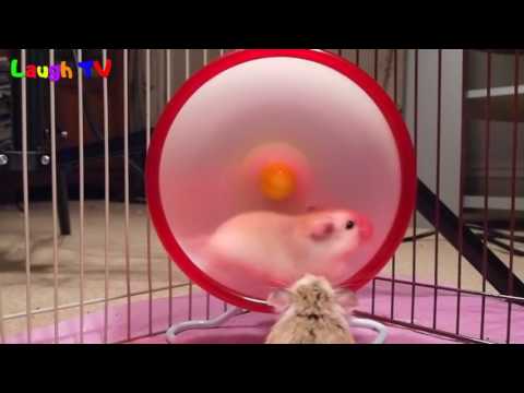 Funny hamsters in wheel videos   Funny animals compilation 2016