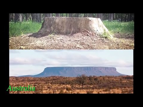 The Earth is NOT What we Think? There Are no Forests on Earth? Video