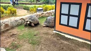 BIG Tortoise at Bintan