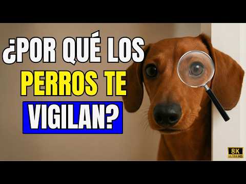 Why Your Dog Watches You All the Time: 7 Surprising Reasons Why He Follows You Everywhere