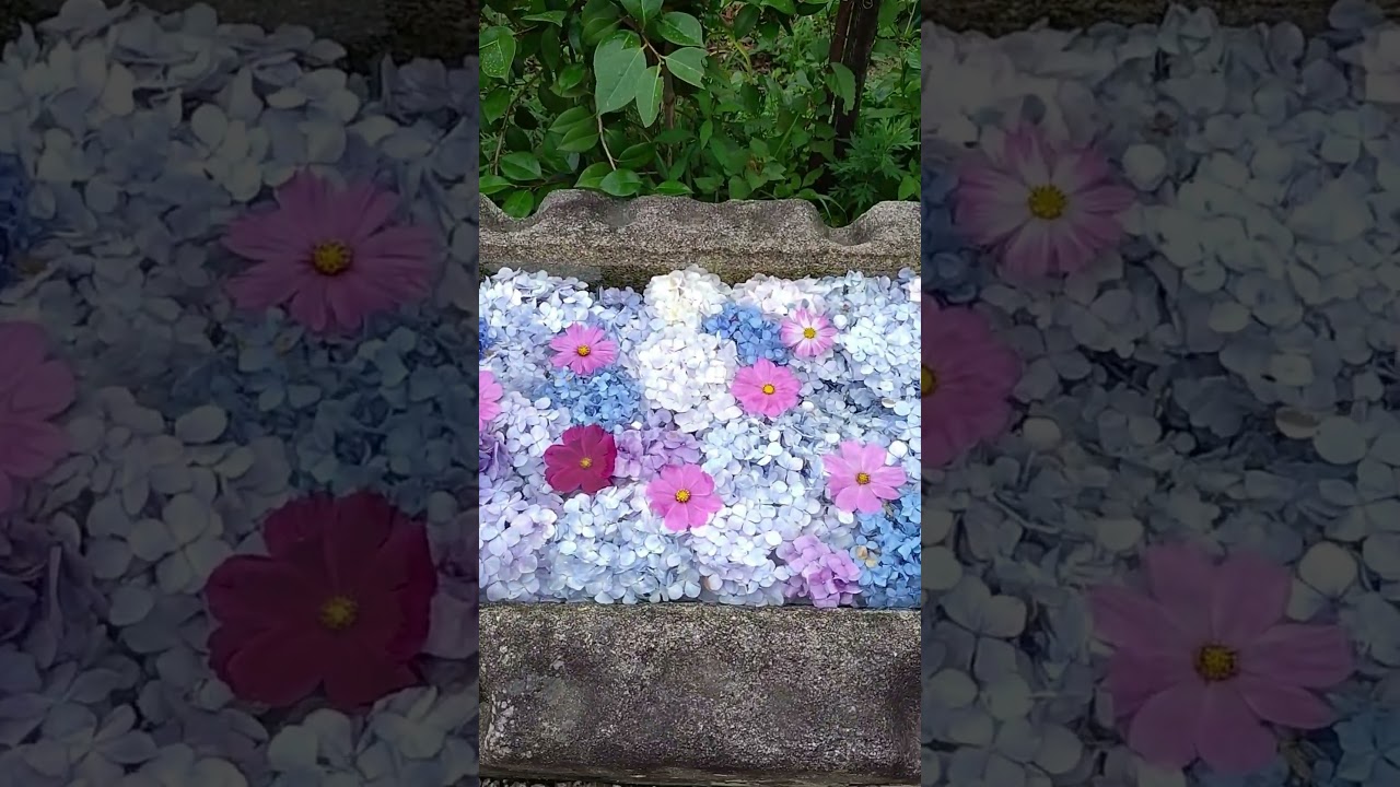 Flowers Floating in Silence | Hannyaji Temple, Nara