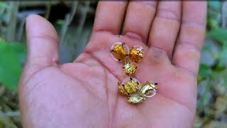 “The Weird Defense of Tortoise Beetle Larva (Shield Made of Poop!)”