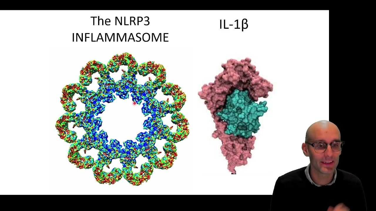 Paper breakdown: Could NLRP3 inhibitors be therapeutic in Alzheimer's disease? (Figure 1)