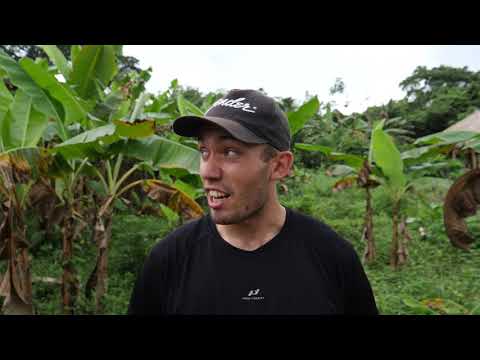 Hvor meget regner det i en tropisk regnskov ?