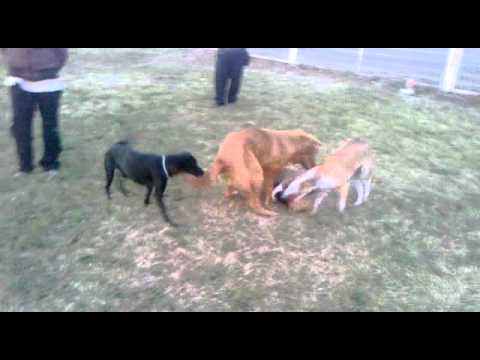 Rosszcsont Kutyasuli 2011.10.09