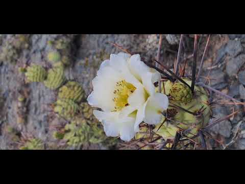 Trekking - Laprida 2