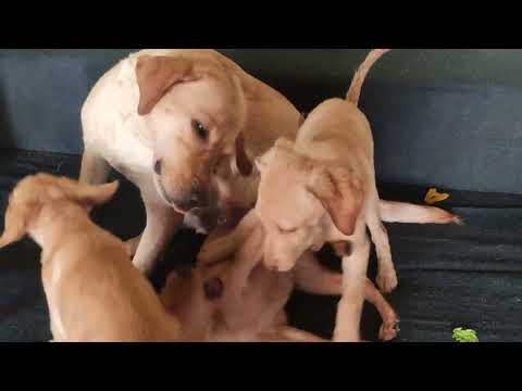 Cute baby Pups&Mom#cute #shorts