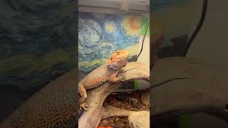 強そうな佇まい#フトアゴヒゲトカゲ #reptiles #animals