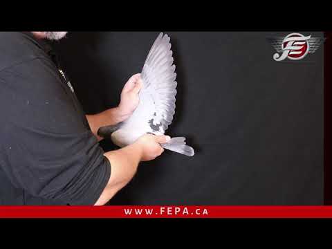 LOT 15 - DAVID OTTAWAY (2021)