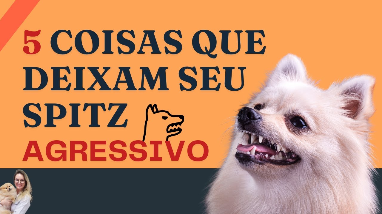 5 coisas que deixam seu Lulu da Pomerânia agressivo | Alerta