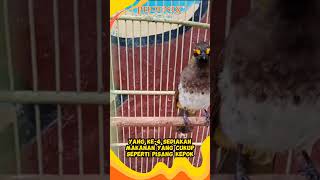 Download lagu Tips buat kamu yang pelihara burung cucak wilis ✨ #kicaumaniabird #kicaumania #berkicau mp3