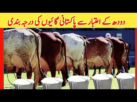 , title : 'Top 5 Highly Milking Cows Breed of Pakistan | Cow Farming'