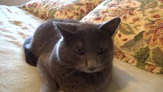 my dear acquaintance