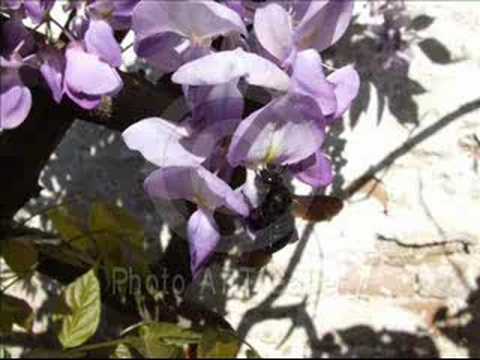 Zakleo se bumbar -Branko Kockica