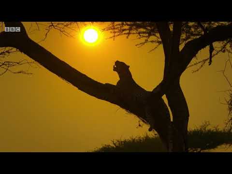 Serengeti 2 Trailer - Narrated by Lupita Nyong'o