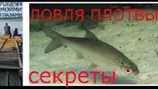 Как летом ловить плотву секреты рыбалки